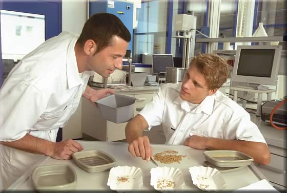 Zwei Männer prüfen Getreide im Labor